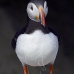 puffin_atlantic_msi_v_0963_can0576.jpg